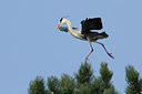 BUITEN BEELD Foto: 87665