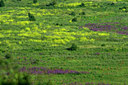 BUITEN BEELD Foto: 87674