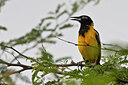 BUITEN BEELD Foto: 87757