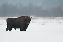 BUITEN BEELD Foto: 87888