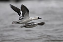 BUITEN BEELD Foto: 87896