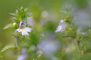 BUITEN BEELD Foto: 88136