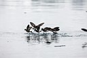 BUITEN BEELD Foto: 88225