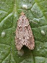 BUITEN BEELD Foto: 88261