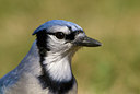 BUITEN BEELD Foto: 88266