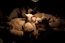 BUITEN BEELD Foto: 88269
