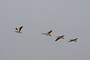 BUITEN BEELD Foto: 88325