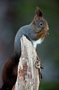 BUITEN BEELD Foto: 88334