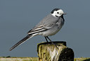 BUITEN BEELD Foto: 88357