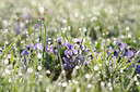 BUITEN BEELD Foto: 88386