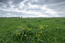 BUITEN BEELD Foto: 88431