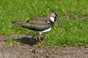 BUITEN BEELD Foto: 88663