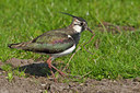 BUITEN BEELD Foto: 88665