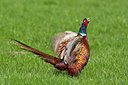 BUITEN BEELD Foto: 88669
