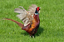 BUITEN BEELD Foto: 88670