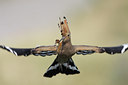 BUITEN BEELD Foto: 88693