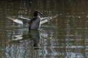 BUITEN BEELD Foto: 88727