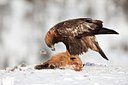 BUITEN BEELD Foto: 88739