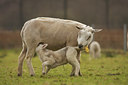 BUITEN BEELD Foto: 88769