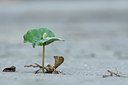 BUITEN BEELD Foto: 88785