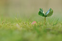 BUITEN BEELD Foto: 88795