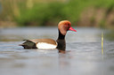BUITEN BEELD Foto: 88826