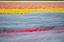BUITEN BEELD Foto: 88902