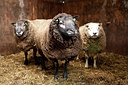 BUITEN BEELD Foto: 88919