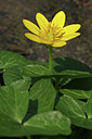BUITEN BEELD Foto: 88970