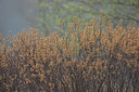 BUITEN BEELD Foto: 8109