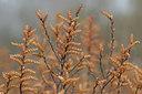 BUITEN BEELD Foto: 8110