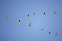 BUITEN BEELD Foto: 8161