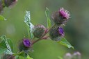 BUITEN BEELD Foto: 8268