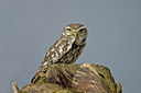 BUITEN BEELD Foto: 8507