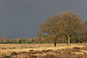 BUITEN BEELD Foto: 8641