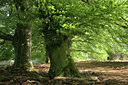 BUITEN BEELD Foto: 8689