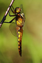 BUITEN BEELD Foto: 8779