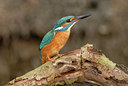 BUITEN BEELD Foto: 8796