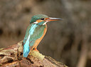 BUITEN BEELD Foto: 8799