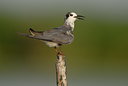 BUITEN BEELD Foto: 8931
