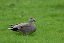 BUITEN BEELD Foto: 8973
