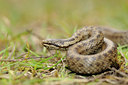 BUITEN BEELD Foto: 89039