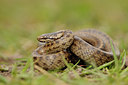 BUITEN BEELD Foto: 89044