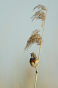 BUITEN BEELD Foto: 89050
