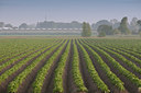 BUITEN BEELD Foto: 89127
