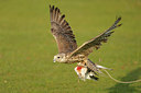 BUITEN BEELD Foto: 89213