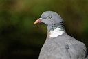 BUITEN BEELD Foto: 89493