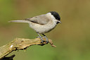 BUITEN BEELD Foto: 89508