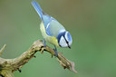 BUITEN BEELD Foto: 89629