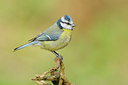BUITEN BEELD Foto: 89630